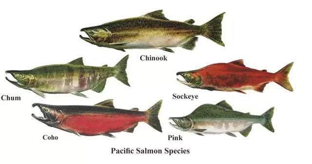 salmon variety