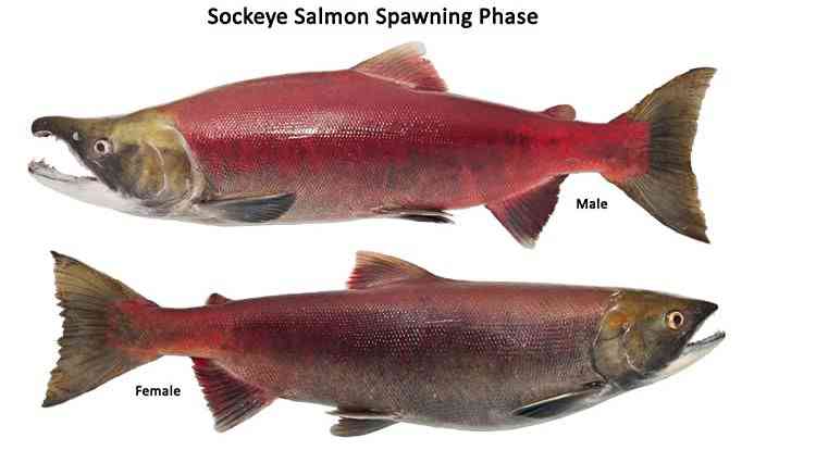 redsalmon