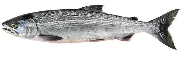 chum