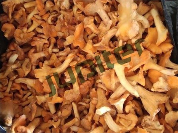 IQF Wild Chanterelle Mushroom